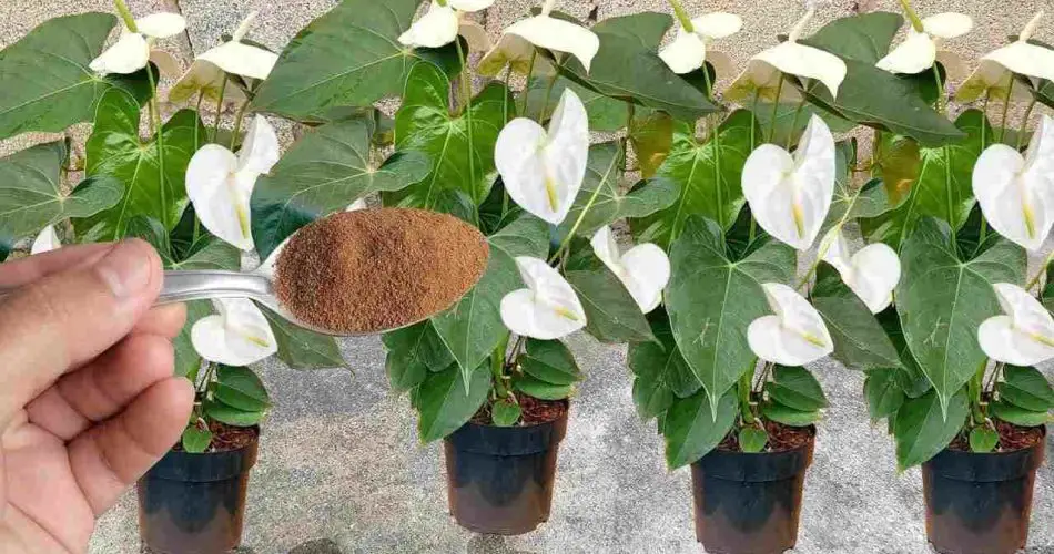 Spargilo sulle piante che hai in casa o in giardino: fioriranno per un anno intero