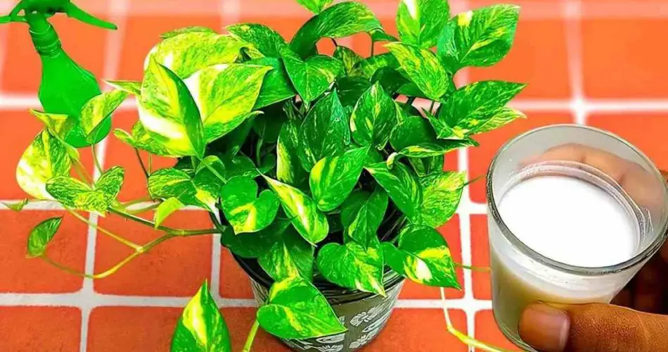 Fertilizzante naturale che fa crescere tutte le piante: lo trovi direttamente in cucina