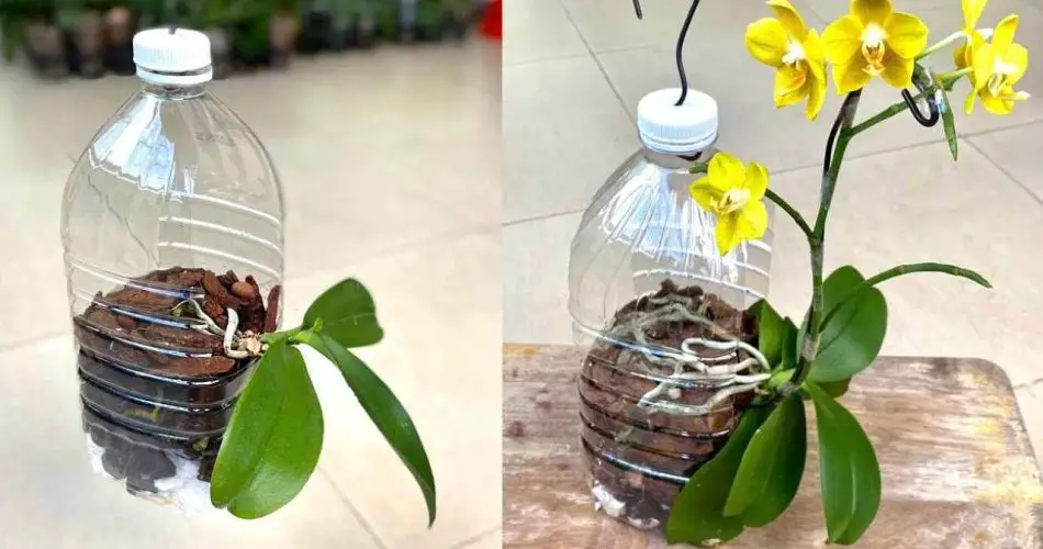 Orchidee, solo se le pianti così crescono velocemente e non marciscono