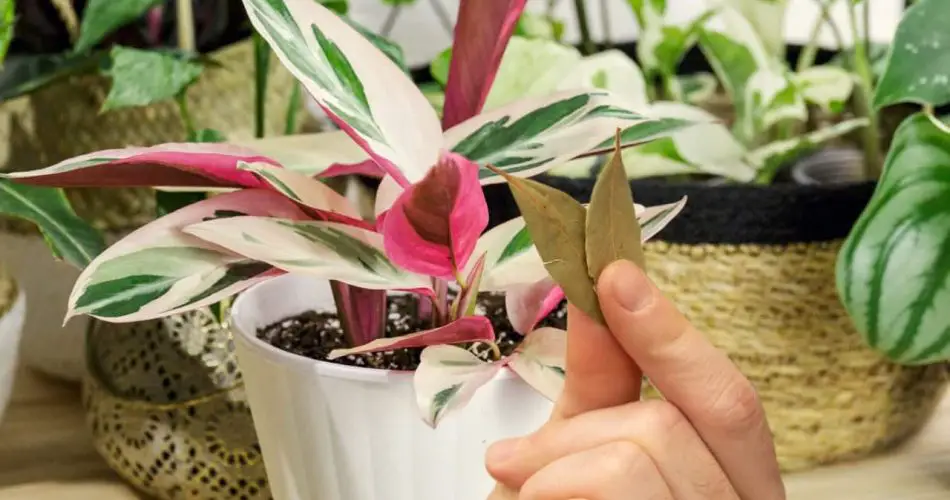 Metti 3 foglie di alloro nelle piante che hai nell’orto o nel giardino: svelato il motivo