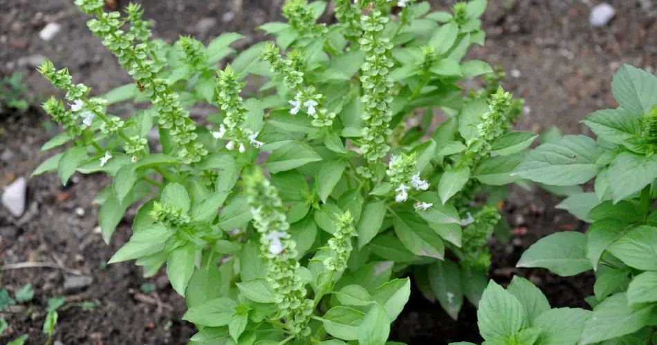 Coltiva questi fiori vicino al basilico e vedrai i risultati! Nessuno lo sapeva