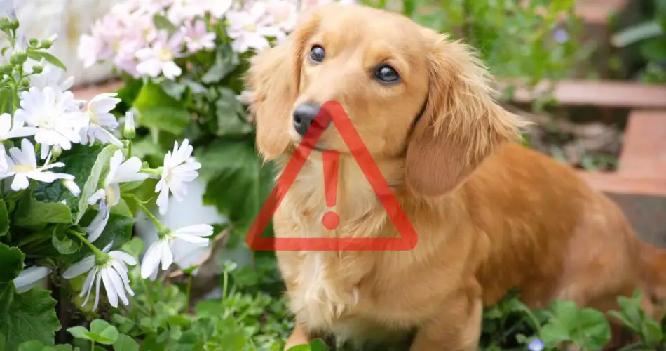 Piante bellissime ma tossiche per cani e gatti, controlla se le hai: la lista