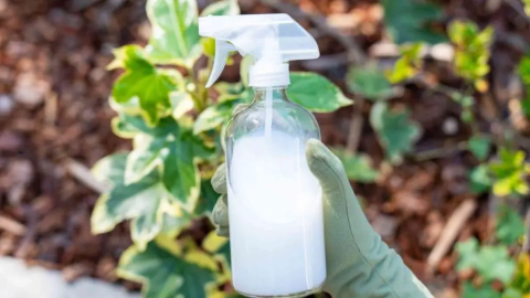 Aumenta istantaneamente il tuo raccolto di pomodori: aggiungilo sempre al terreno