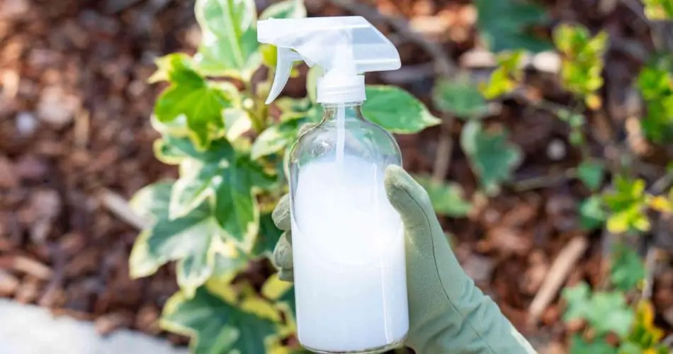 Aumenta istantaneamente il tuo raccolto di pomodori: aggiungilo sempre al terreno