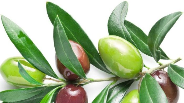 I benefici delle foglie di olivo: un tesoro della natura