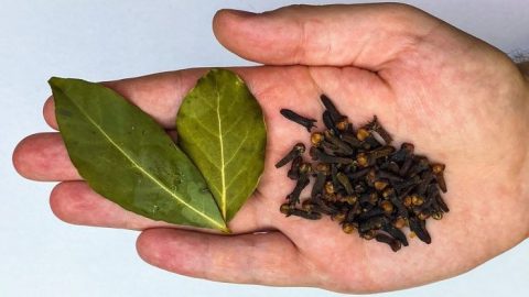 Mescola foglie di alloro e chiodi di garofano: una volta che li proverai in questo modo, mi ringrazierai