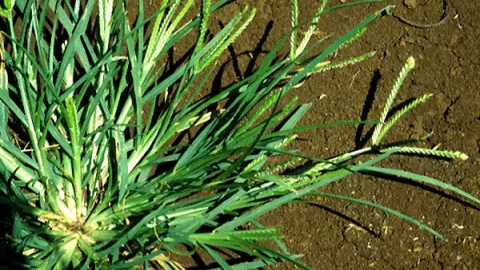 L’erba dell’oie: un alleato naturale per la salute e il giardino